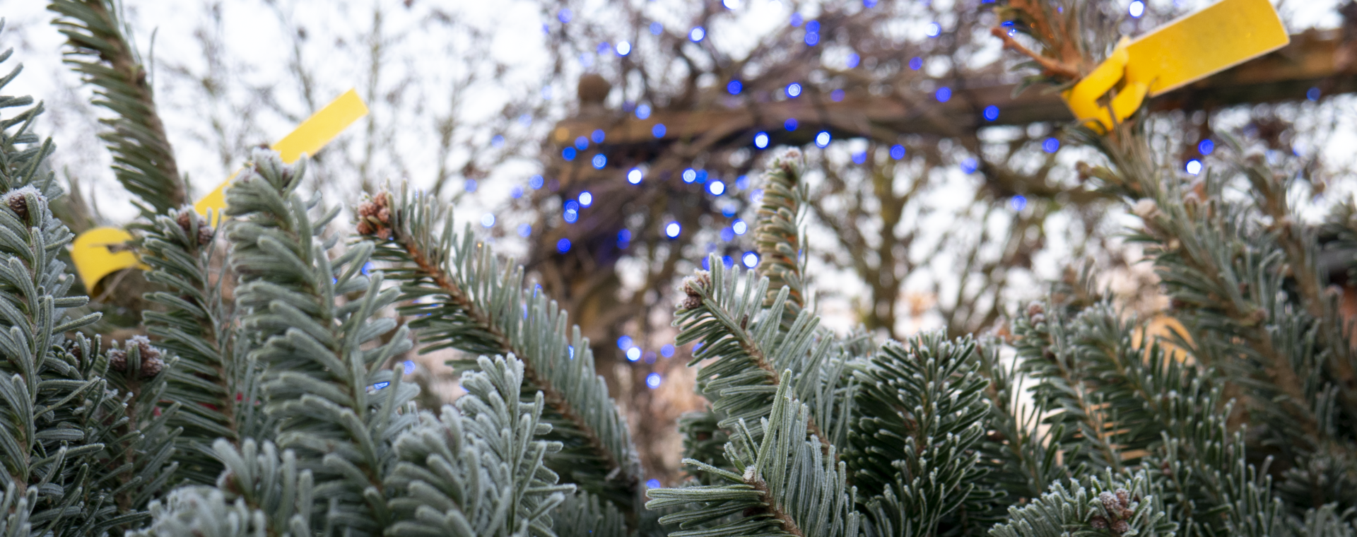  Christmas trees ready for sale