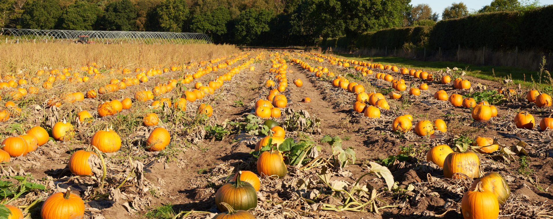  Rows of pumpkins in a field