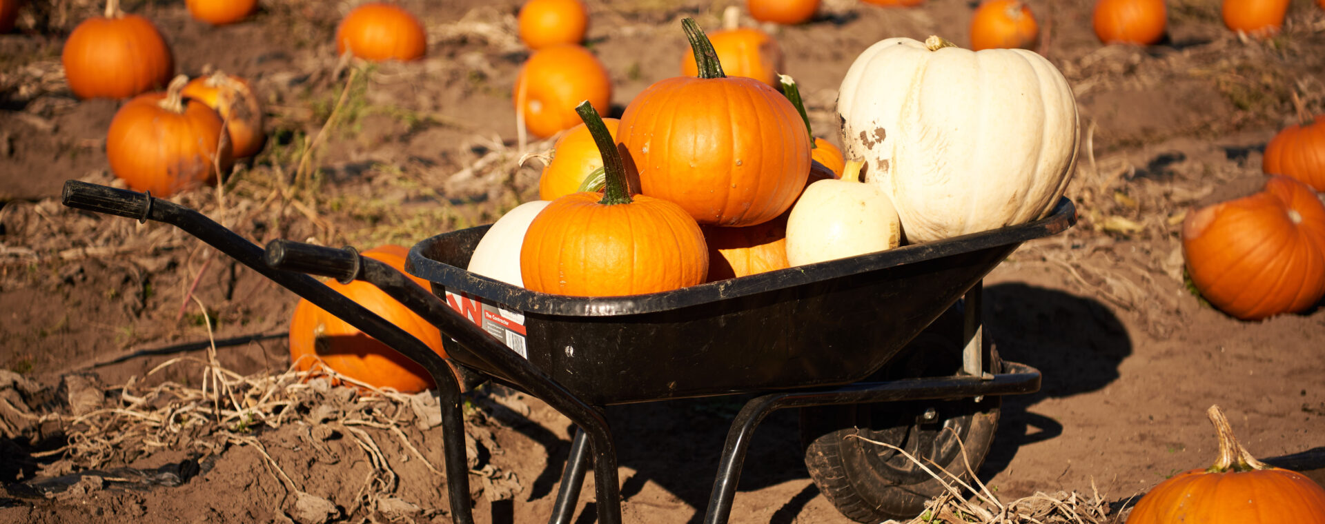  A wheelbarrow of orange and white pumpkins in a field of orange pumpkins