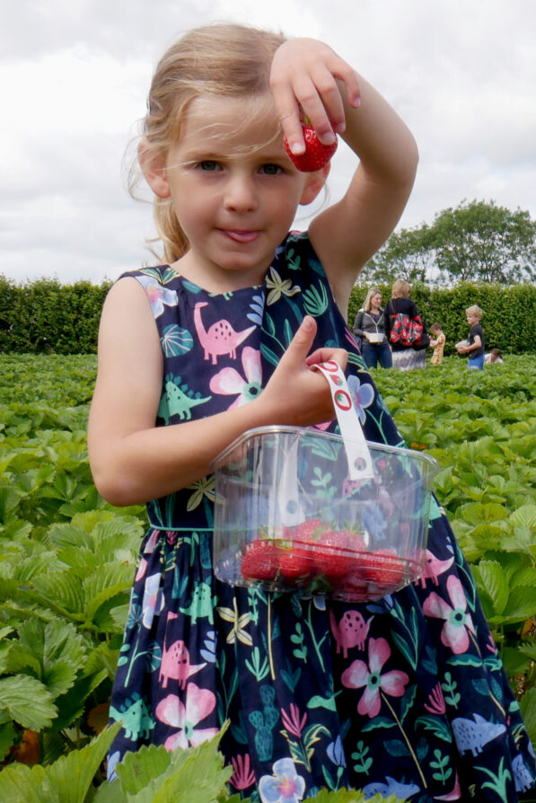 A young girl showing her strawberry that she has picked